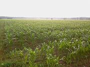 image00007