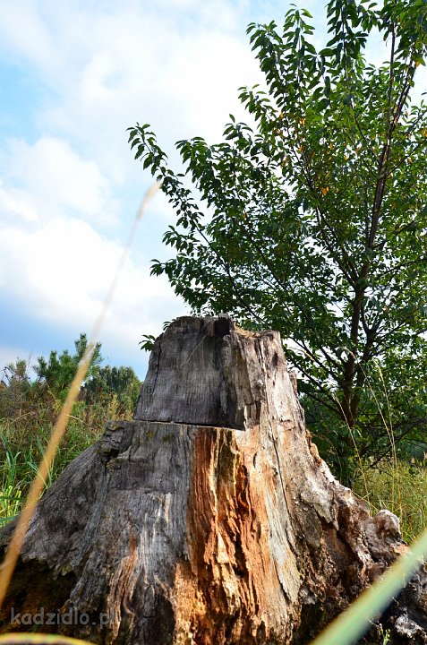 dsc_1159.jpg